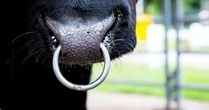 Boğaların burnundaki halkanın sebebi...