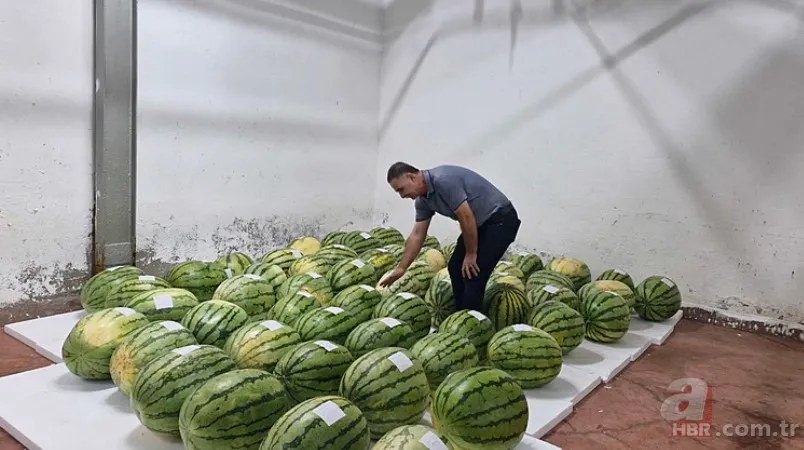 Güvercin gübresi ile özel olarak üretildi! Sır gibi saklanan 64 adet karpuz korumaya alındı: Nedeni şaşkına çevirdi 3