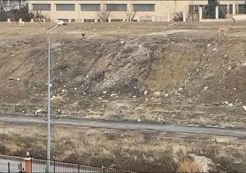 Başıboş köpek sürüsü 11 yaşındaki çocuğa saldırdı! Mahalleli isyan etti: Can güvenliğimiz yok