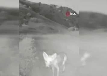 Tunceli’de yaban hayatı kamerada