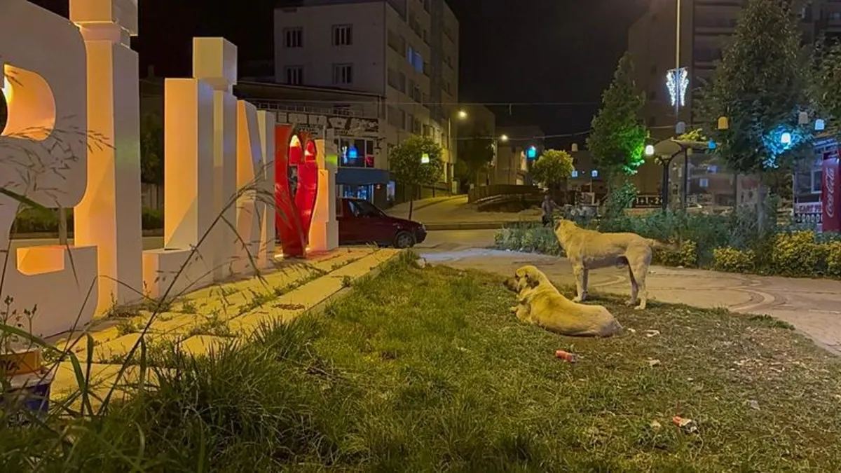 Başıboş köpekler Kilis'te vatandaşları isyan ettirdi! Sokağa çıkamaz oldular