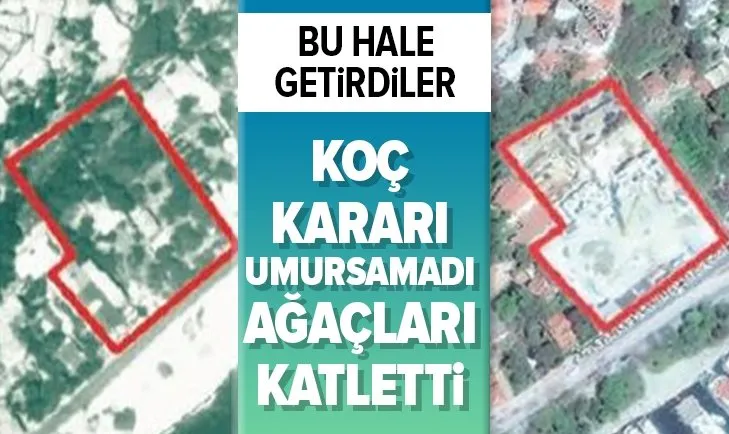 Kurul durdurdu, Koç umursamadı! Tarihi alanda 14 türde 55 ağaç kestiler