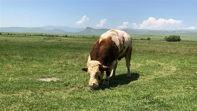 Kars’ta kurbanlık 1.5 tonluk 'Paşa' 45 bin liradan satışa çıkarıldı - 1