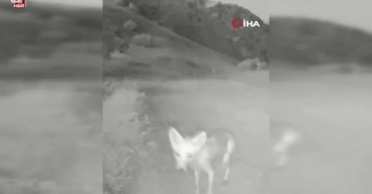 Tunceli’de yaban hayatı kameraya yansıdı