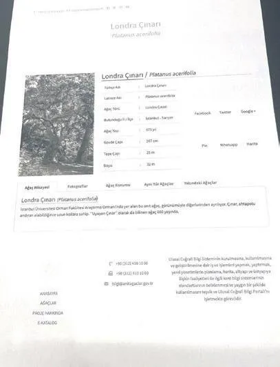 Son dakika: CHP’li İstanbul Büyükşehir Belediyesi’nin çınar katliamına tepkiler çığ gibi: Bu ihanettir