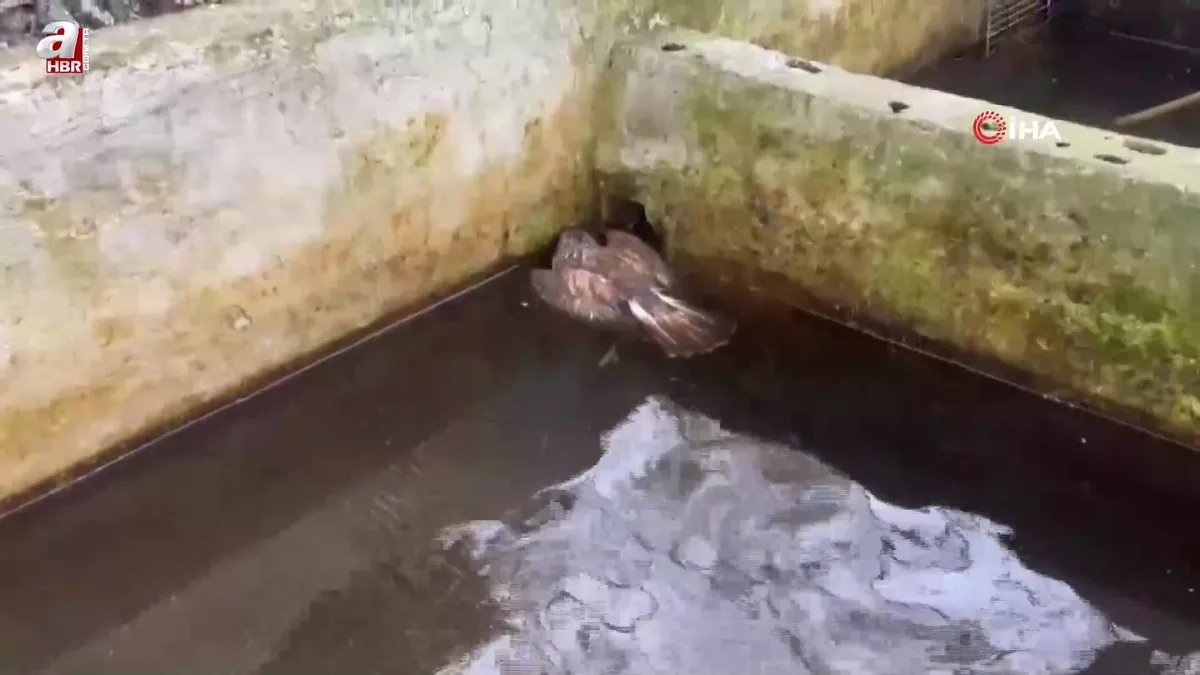 Hatay'da şaşkına çeviren olay! Ava giderken telef oldu