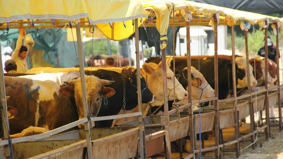 Bayram tatili kaç gün, 9 gün mü olacak? 15 Temmuz ile Kurban Bayramı tatili birleşecek mi? 13-14 Temmuz tatil olacak mı?