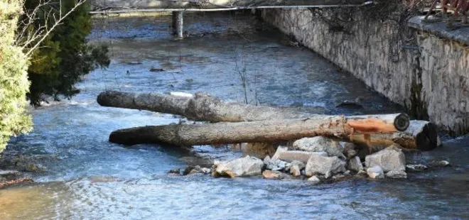 Dünyanın dört bir yanından o balıklar için geliyorlardı! "Sel" tehdidi altında