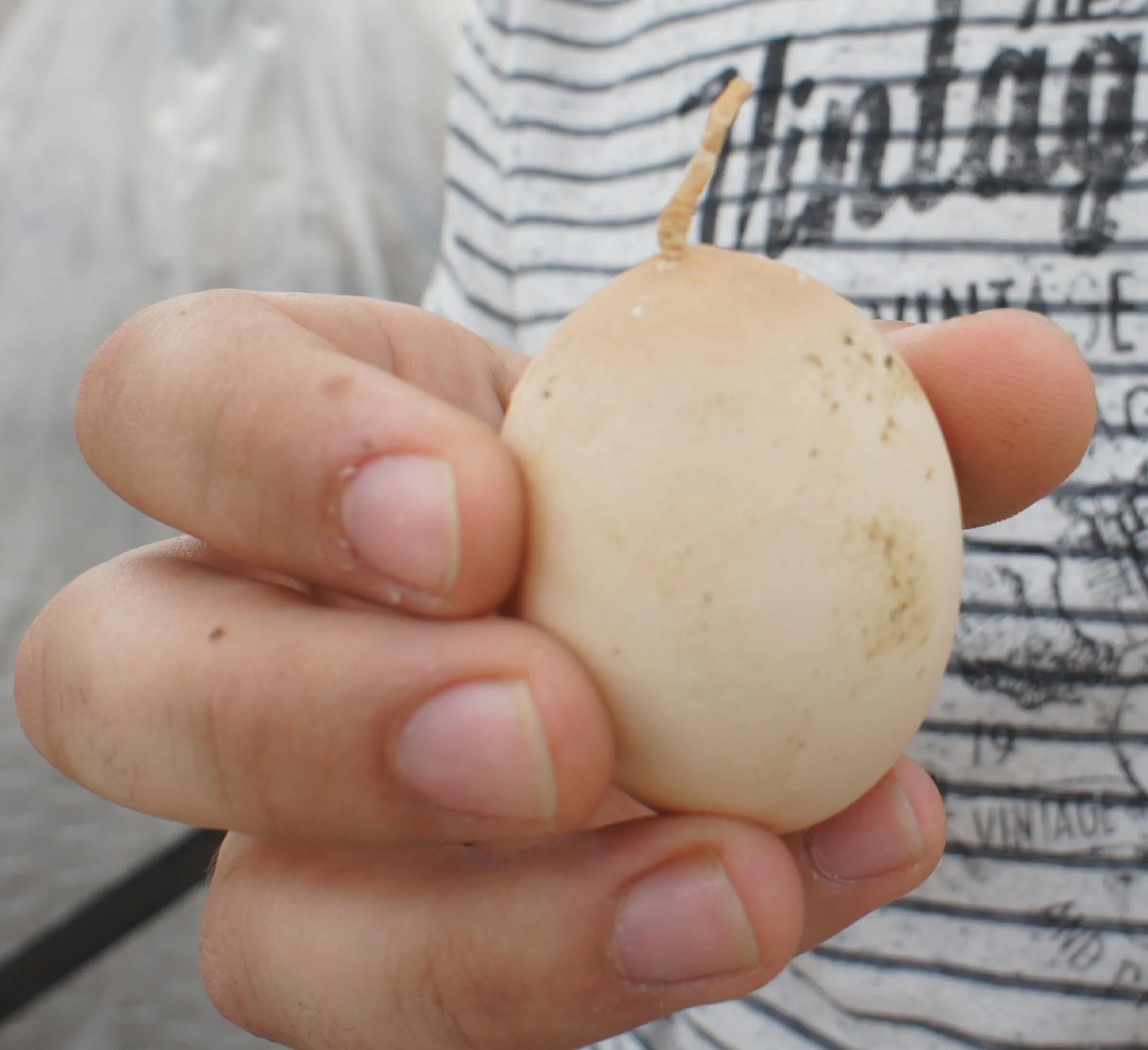 Yumurtadaki 'kuyruk' şaşırttı - 1