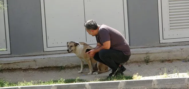 ’Daire 16’ paylaşımları rekor kırdı! Türkiye sokak köpeğinin hakkını koruyan Özay Kaya’yı konuşuyor