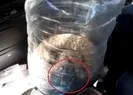 Civcivlerini yiyen katil yılan yakaladı