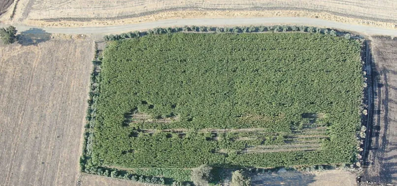 Gaziantep'te 238 kilogram esrar ele geçirildi