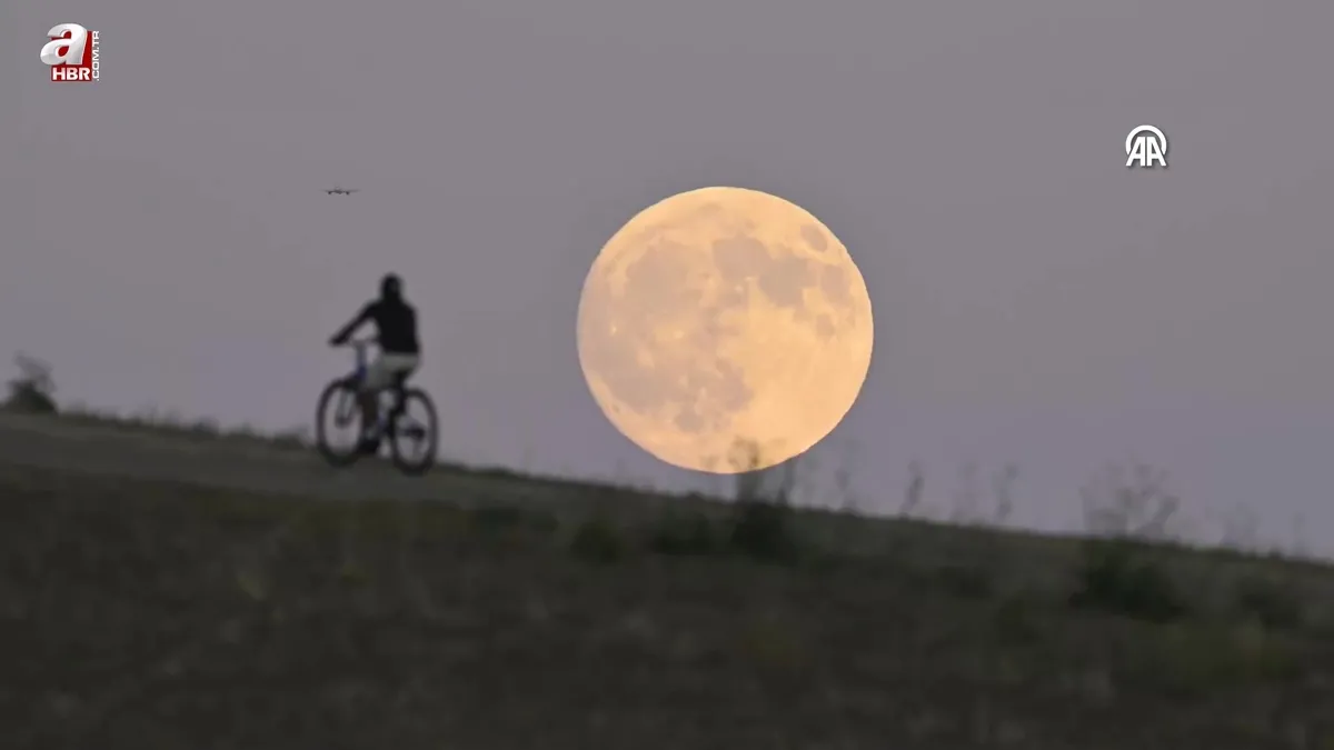 California’da Hasat Ayı olarak bilinen tam Mısır Ayı görüntülendi
