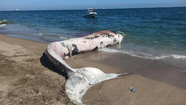 akdenizin-en-buyuk-balina-turu-mersinde-karaya-vurdu-1620913932876.jpg Akdeniz'in en büyük balina türü! Mersin'de karaya vurdu - 1