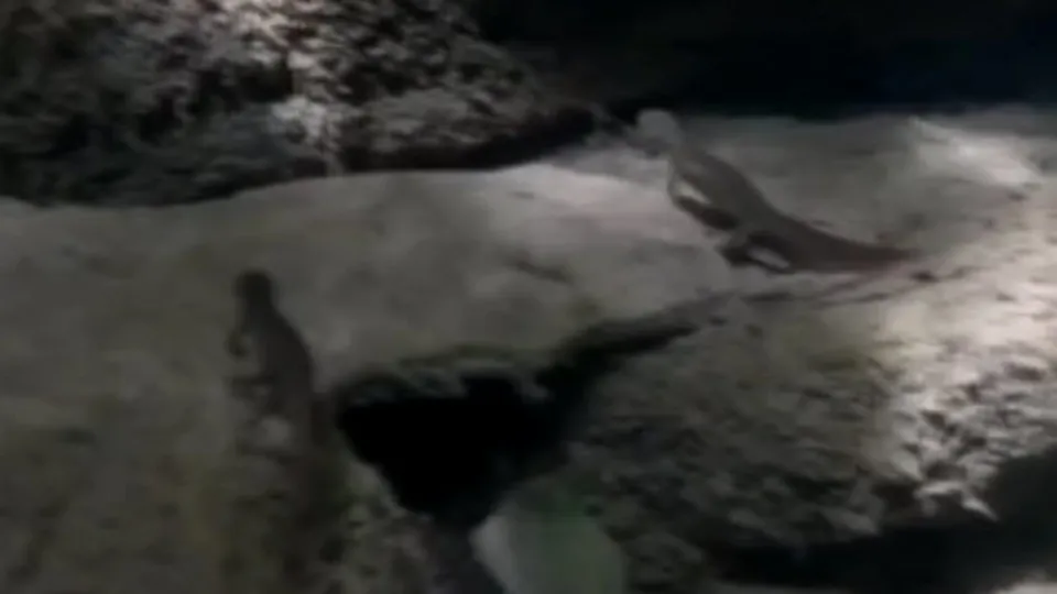 Sinop Erfelek’te belgeselleri aratmayan görüntüler