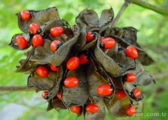 Dünyanın en ölümcül bitkileri 12