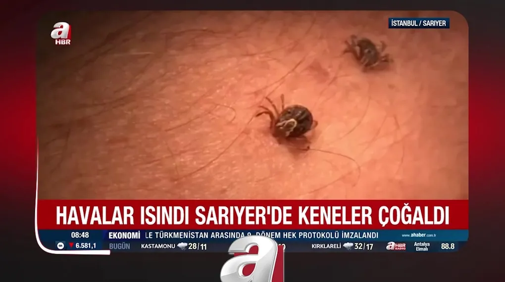 İSTANBUL'DA KENE İSTİLASI