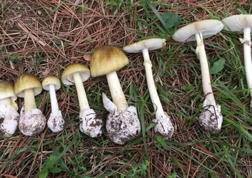 Mantar sezonu başladı: Uzmanlar zehirlenmelere karşı uyardı