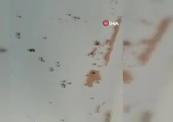 Balıkesir Gönen'de kara sinek istilası