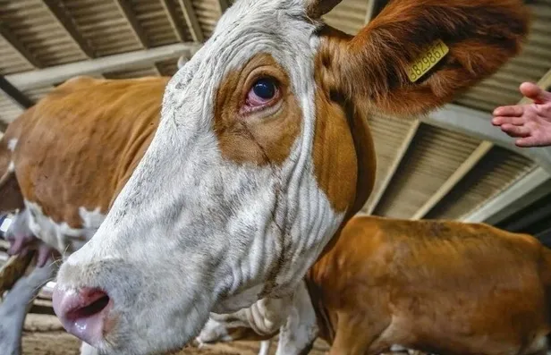 Kurban Bayramı tatili ne zaman, kaç gün olacak? Kurban Bayramı tatili hangi gün başlayacak 2023? - 2