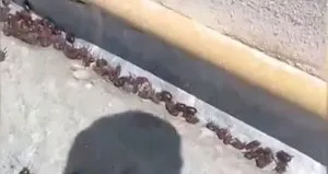 Gergedan böceği istilası