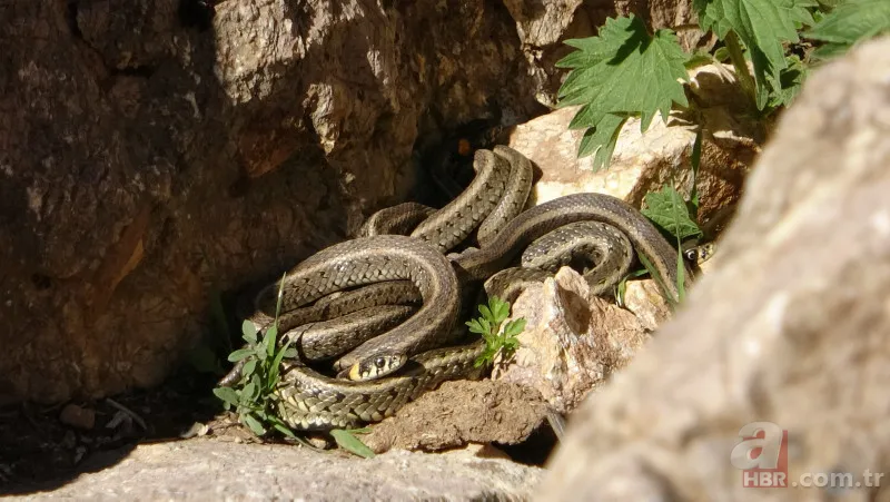 Arazide dolaşan vatandaş şoke oldu: Daha önce bu kadar kalabalık görüntülenmemişti 10