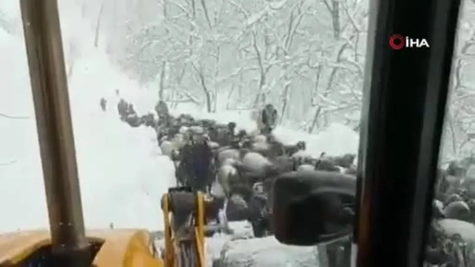 Siirt’te kar yağışı nedeniyle dağda mahsur kalan çoban ve koyun sürüsü kurtarıldı |Video