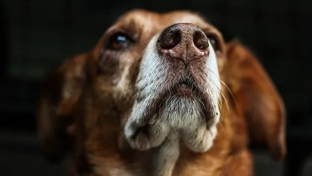 İnsandan insana kuduz bulaşır mı? Kuduz hastalığı belirtileri nasıl anlaşılır? Ateş, kaygı, baş ağrısı... Kuduz hastalığı tedavi edilebilir mi?