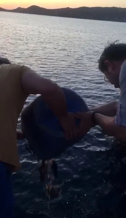 1591887404469.jpg Muğla'da deniz patlıcanı avına para cezası - 1