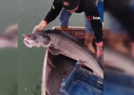 Balıkçının ağına takıldı! Havyarı 2 milyon liraya satılıyor