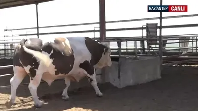 Pazarın gözdesi 1,4 tonluk boğa!