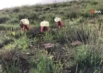 Kars'ta ‘kurt kulağı' çiçeği göz kamaştırdı
