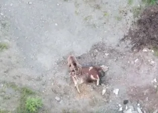 Ayı ineği yerken görüntülendi! Köye kadar inen ayıyı drone ile kovaladı