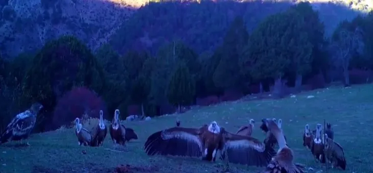 Vahşi doğa belgesellerini aratmayan görüntüler Türkiye’den! Çoban köpeği 20 domuza kafa tuttu