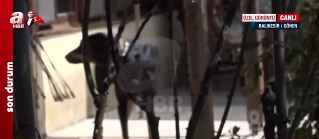 Doberman cinsi eğitimli köpek Tina eve döndü! Kayıp ekonomist Berzeg’in köpeğini A Haber görüntüledi