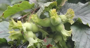 Fındık üreticileri dikkat! Tarih uzatıldı