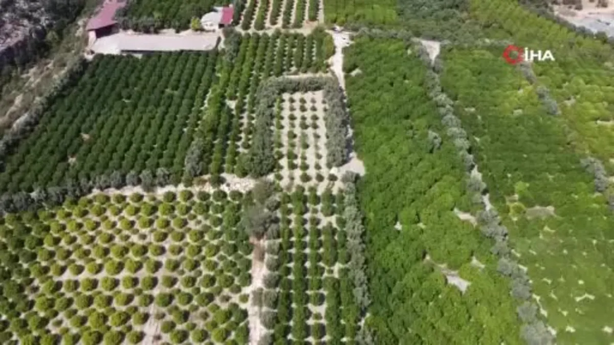 Yılda 1 milyon tondan fazla üretiliyor