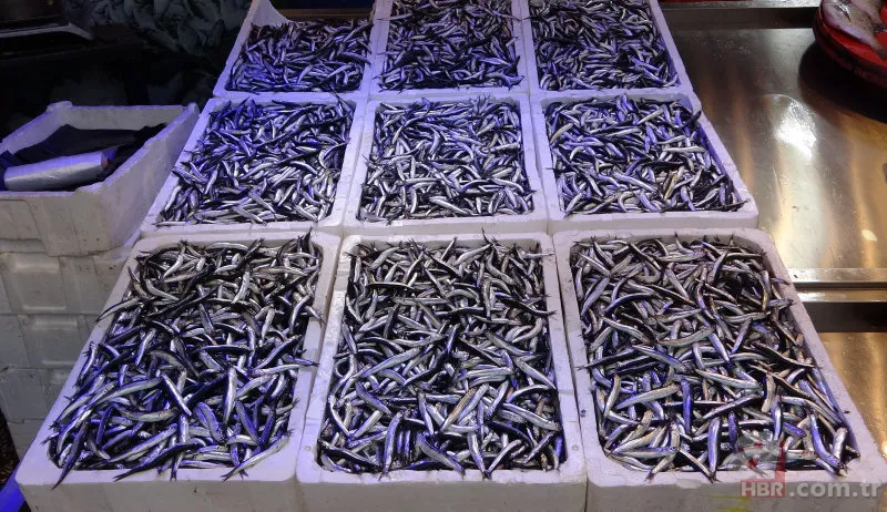 Uzmanlardan hamsi uyarısı! "1 yıl avlanmasın..." 1