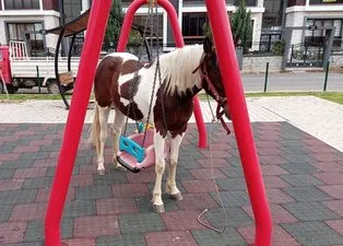 Kimse nasıl olduğunu anlayamadı! Çocuk parkına giren at salıncağa dolandı