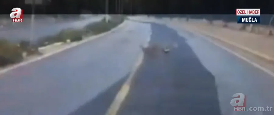 Ormanların gizemli hayvanı kara yolunda horoza saldırdı! Av hayali bakın nasıl hüsranla sonuçlandı? 2