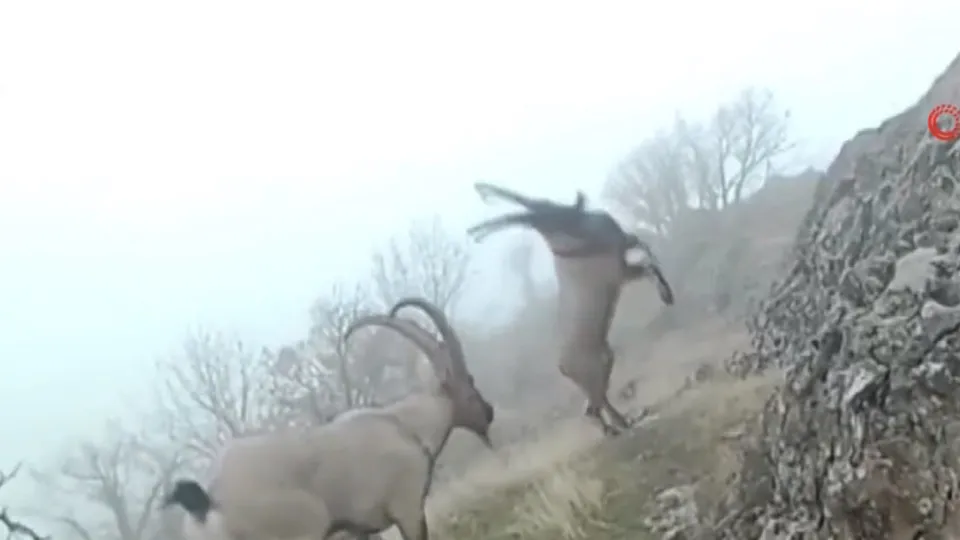 Dağ keçileri için yem bırakıldı
