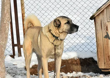 Avrupa ülkesinin tek umudu Türk kangalı!