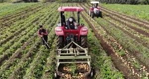 Datça’da turfanda patates hasadı yapılıyor