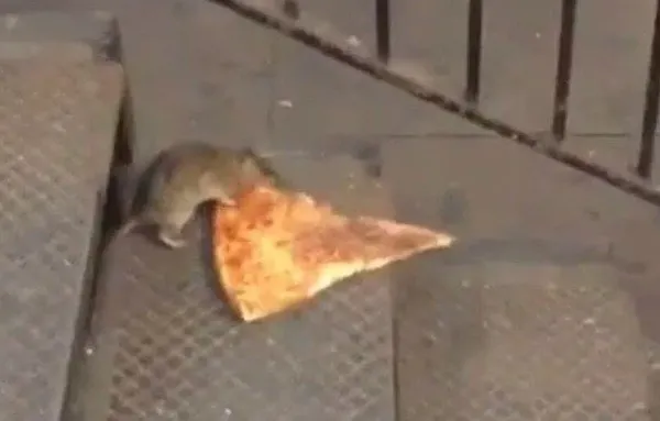 New York’u fareler bastı! Sıçan Şefi’ne 170 bin dolar maaş