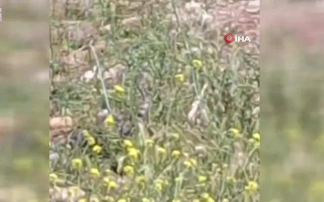 Görüntüler Çanakkale’den! Yılanların dansı kamerada