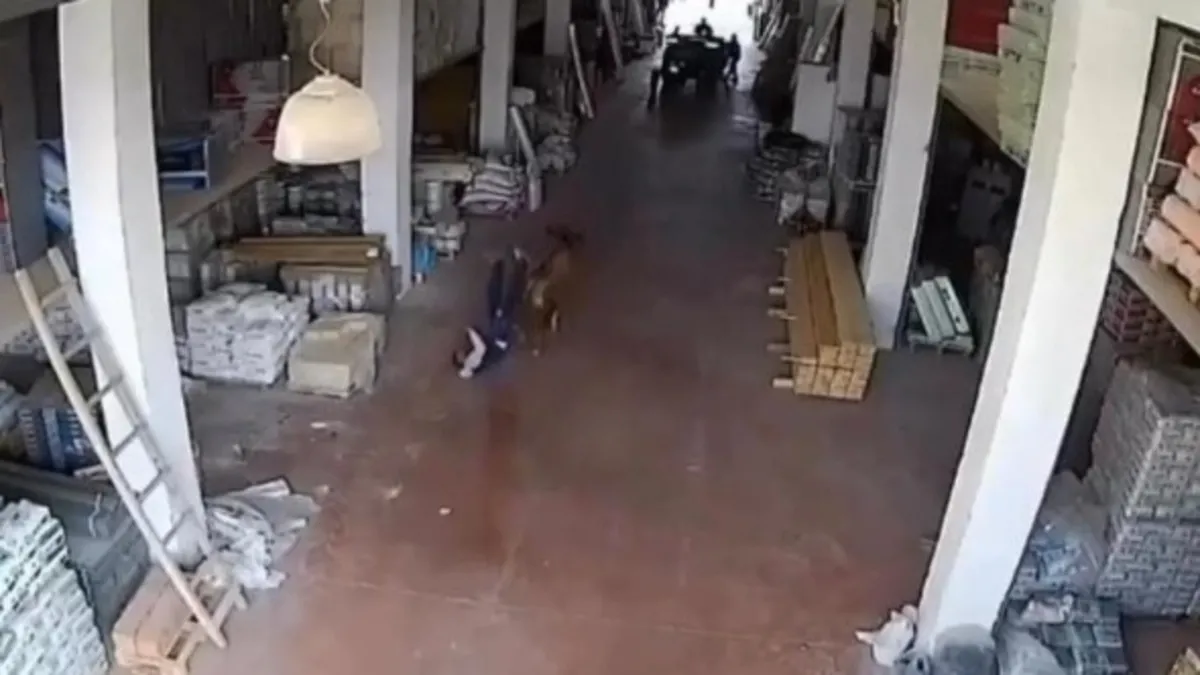 Başıboş inek dehşeti yaşattı! Çalışanlara saldırdı canlarını zor kurtardılar