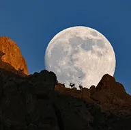 Ender rastlanan anlar!