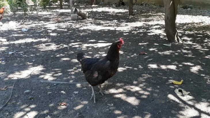 Kümese girince hayrete düştü! 🐓 Beslediği tavuğun yumurtasını görünce korkup kaçtı... Hemen oğluna haber verdi