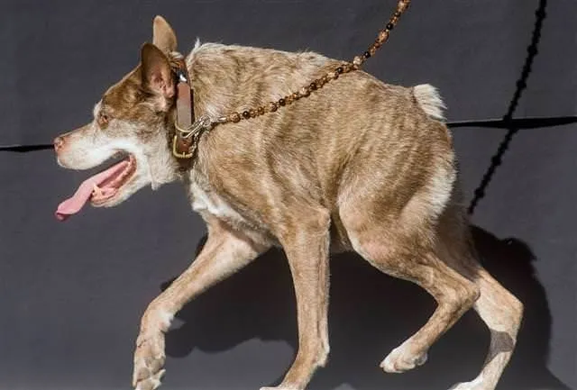 Bu yılın ’en çirkin köpeği’ Quasi Modo