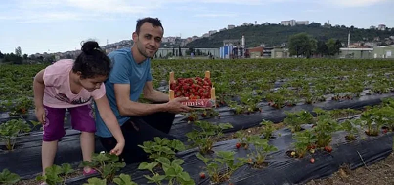 Çilek hasadını müşteriler yapıyor